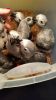 African Grey Parrots f...
