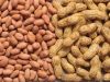 Indian Peanut kernel 
