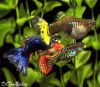GUPPY FISH