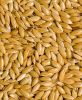Wheat, Lentils, Beans