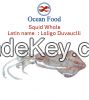 Squid Loligo