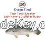 Croaker