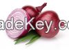 FRESH ONIONS