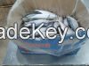 Frozen Indian Mackerel