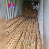 Raw rattan trees are s...