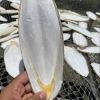 Dried Cuttlefish Bone Made In Vietnam High Quality Supplier 100% Natural Wholesale Seafood