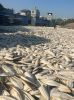 Dried Cuttlefish Bone Made In Vietnam High Quality Supplier 100% Natural Wholesale Seafood