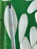 Dried Cuttlefish Bone Made In Vietnam High Quality Supplier 100% Natural Wholesale Seafood