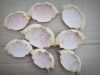 Hot Deal Factory Directly Price Clean Crab Shells Dry for Food Stuff and Decoration Fast Delivery