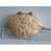 Best Seller Natural Materials Crab Shell with low Price best quality in Viet Nam