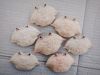 Best Seller Natural Materials Crab Shell with low Price best quality in Viet Nam