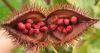 The Best Spice Vietnamese Annatto Seed/ Roucou Achiote Seeds from Vietnam