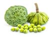 FROZEN LOTUS SEEDS from Vietnam - HIGH QUALITY - BEST CHEAP