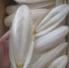 CUTTLEFISH BONE IN VIETNAM - BLEACHED WHITE/ BLEACHED WHITE/TRIMMED/UNTRIMMED/ TRIMMED and UNBLEACHED