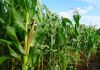 TOP-GRADE VIETNAM CORN SILAGE FOR HEALTHY LIVESTOCK FEED