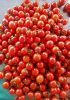 PREMIUM HAND-PICKED CHERRY TOMATOES IN RICH TOMATO SAUCE - CANNED FOR FRESHNESS