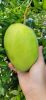 FRESH VIETNAMESE MANGO - HIGH-QUALITY TROPICAL FRUIT - PREMIUM EXPORT MANGO FROM VIETNAM