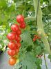 PREMIUM HAND-PICKED CHERRY TOMATOES IN RICH TOMATO SAUCE - CANNED FOR FRESHNESS