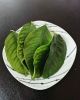 NATURAL FLAVOR FOR MEAL FROM KAFFIR LEAVES // PREMIUM DRIED KAFFIR LEAVES // HIGH QUALITY FROM VIETNAM