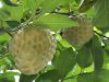 FRESH ORGANIC CUSTARD APPLE FRUIT FROM VIETNAM - PREMIUM FRUIT FOR DESSERTS