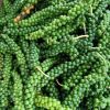 VIETNAM ORIGIN FROZEN GREEN PEPPER - ENHANCE YOUR DISHES WITH SPICY FRESHNESS - NATURAL FLAVOR IN EVERY BITE