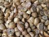 VIETNAM DRIED/ FRESH AND FROZEN BETEL NUT SUPPLIER - HIGH GRADE NUTS FOR HERBAL, COSMETIC AND FOOD