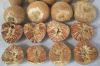 VIETNAM DRIED/ FRESH AND FROZEN BETEL NUT SUPPLIER - HIGH GRADE NUTS FOR HERBAL, COSMETIC AND FOOD