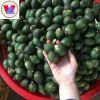 BEST VIETNAM FROZEN/ DRIED AND FRESH BETEL NUT FOR EXPORT - TOP GRADE NUT FOR CHEWING  