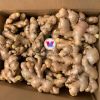 PREMIUM FRESH GINGER FROM VIETNAM - NATURAL SPICE FOR COOKING AND HEALING