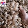 PREMIUM FRESH GINGER FROM VIETNAM - NATURAL SPICE FOR COOKING AND HEALING