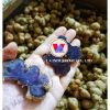 VIETNAM DRIED/FRESH BL...