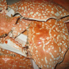 HIGHLY RECOMMENDED CRAB SHELL FOR ORGANIC FERTILIZER/ PREMIUM CRAB SHELL POWDER FROM VIETNAM