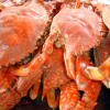 HIGHLY RECOMMENDED CRAB SHELL FOR ORGANIC FERTILIZER/ PREMIUM CRAB SHELL POWDER FROM VIETNAM