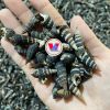 AUTHENTIC VIETNAMESE SEA SHELLS / BEAUTIFUL NATURAL DESIGNS FOR CRAFTING AND DECOR / MADE IN VIETNAM