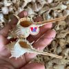AUTHENTIC VIETNAMESE SEA SHELLS / BEAUTIFUL NATURAL DESIGNS FOR CRAFTING AND DECOR / MADE IN VIETNAM