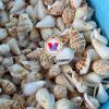 DECORATIVE SEA SHELLS / NATURAL COASTAL BEAUTY FOR INTERIOR AND OUTDOOR SPACES / MADE IN VIETNAM