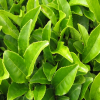 GOURMET GREEN TEA LEAVES / PERFECT FOR A REFRESHING BREW / MADE IN VIETNAM