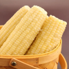 NATURAL FROZEN STICKY CORN / SWEET AND NUTRITIOUS / MADE IN VIETNAM