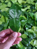 BEST FROZEN LEMON LEAF FOR HERBAL TEAS & DISHES / SUPERIOR AROMA / COMPETITIVE PRICES / MADE IN VIETNAM