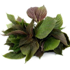 FRESH PERILLA LEAVES / NUTRITIOUS AND AROMATIC HERB / MADE IN VIETNAM