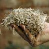 HIGH-FIBER BAGASSE SILAGE / OPTIMIZED FOR ANIMAL HEALTH / MADE IN VIETNAM