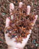 AUTHENTIC VIETNAMESE STAR ANISE FOR AROMATIC RECIPES HANDPICKED AND PURE / BOLD, SPICY NOTES WITH HINTS OF LICORICE / COST-EFFECTIVE