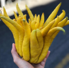 HAND-SELECTED BUDDHA HAND CITRUS FOR COCKTAILS AND CUISINE QUALITY GRADE AND HIGHLY FRAGRANT / SWEET CITRUS AROMA / VALUE-PACKED / MADE IN VIETNAM 