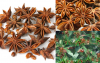 HIGH-QUALITY STAR ANISE FOR CULINARY DELIGHTS FRESHLY HARVESTED AND AROMATIC / RICH AND DISTINCTIVE TASTE / REASONABLY PRICED FOR HIGH DEMAND