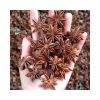 STAR ANISE WHOLE SEEDS / SWEET AND INTENSE / MADE IN VIETNAM