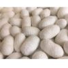 PREMIUM SILK COCOONS /...