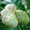 FRESHLY PICKED NONI FRUIT / FOR JUICES AND RECIPES / MADE IN VIETNAM