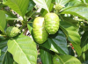 FRESHLY PICKED NONI FRUIT / FOR JUICES AND RECIPES / MADE IN VIETNAM