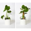 ECO-FRIENDLY COIR PLANT SUPPORT POLE / GREAT FOR MONSTERAS & PHILODENDRONS / MADE IN VIETNAM