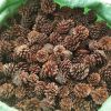 DECORATIVE PINE CONES / NATURAL AESTHETIC FOR HOME AND EVENTS / MADE IN VIETNAM